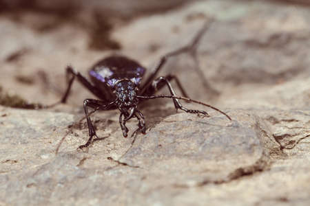 The fastest insects in the world The fastest insects in the world